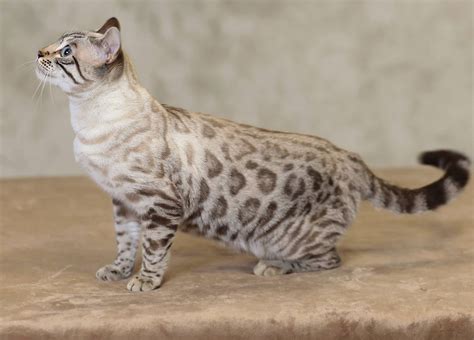Spotted Snow Bengal Kittens