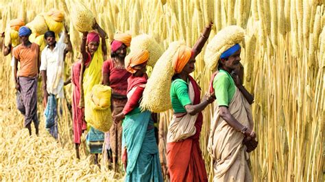 Odisha Model, Ecosystem Services Incentive and way Forward to Mainstreaming Millets | NewsClick