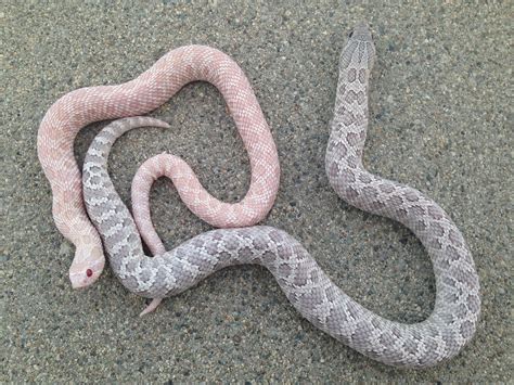 Two of our admittedly favorite 2018 keepers: coral male and lavender 66 ...