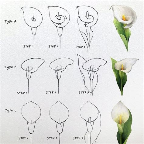 Image result for How to Draw Inflorescences