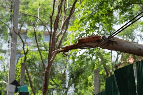 Image result for Tree Falling Hit Power Line