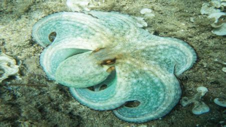 Image result for How Octopus Change Color