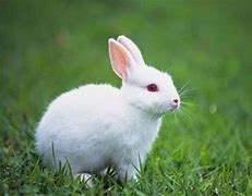 Image result for White Baby Bunnies