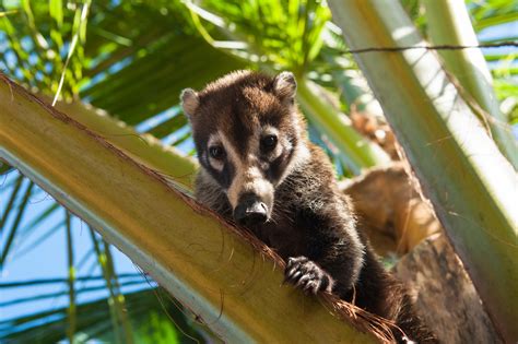Honduran Animals