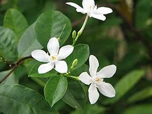LushGreen Rare Arctic Snow Jasmine Nerium Antidysentericum Little Stars ...