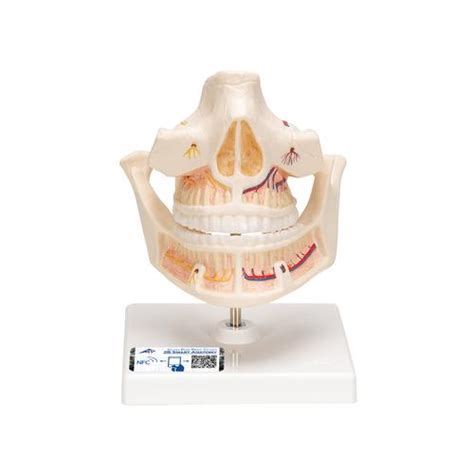 Anatomical Teaching Models - Plastic Human Dental Models - Adult ...