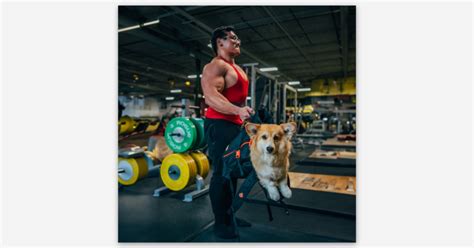 Curling Maxine the Fluffy Corgi Sticker by Dev (Train Daddy) | Square ...