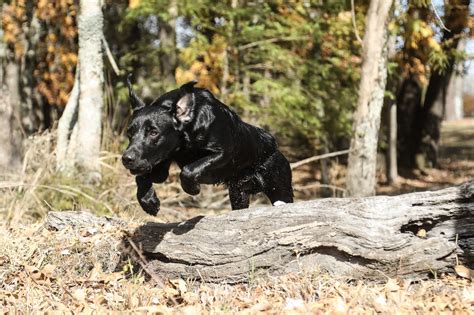 Wild Rose Kennel Mississippi