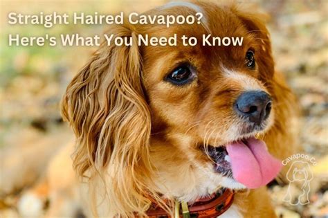 Image result for Cavapoo 101