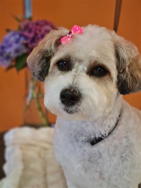 Bubbles and Barks Dog Grooming, The Smart Groomer Tutor Training, Manky ...