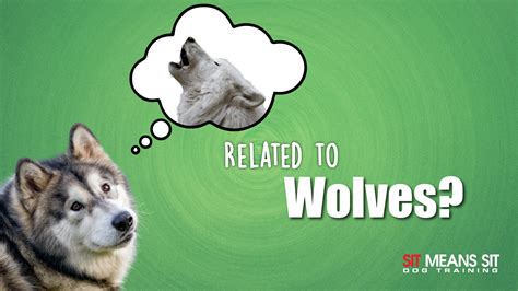 Dog Breeds That Are Closely Related to Wolves | Sit Means Sit Pueblo