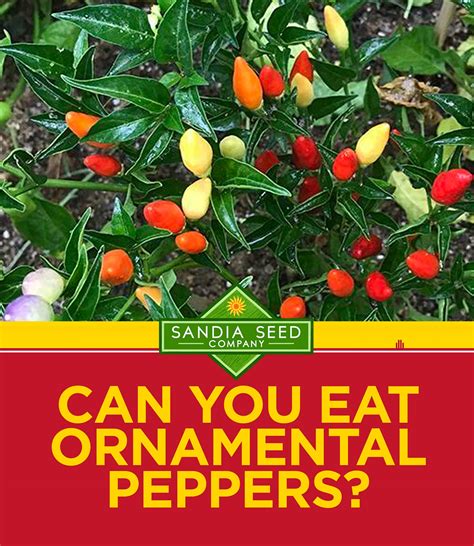Ornamental Pepper Plant Chili