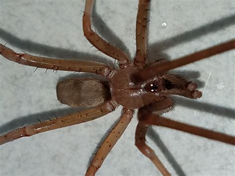 house wolf spider Wolf spider at my house