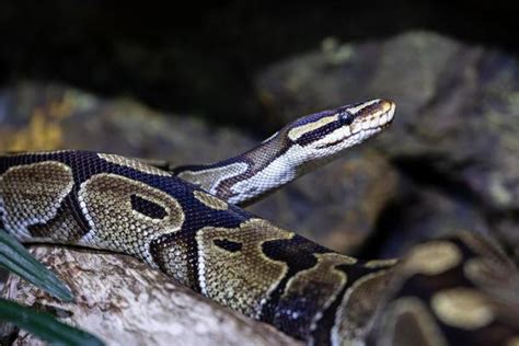 Image result for Python Snake Animal