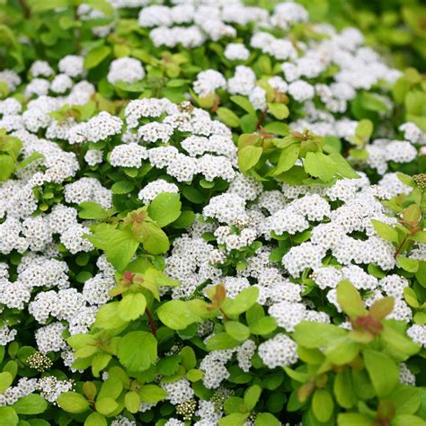 Types Of Spirea