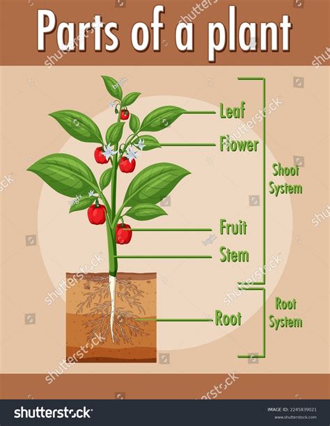 Plant Diagram Labeled