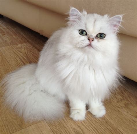 Chinchilla longhair-- This is the most elegant Persian cat. Just his ...