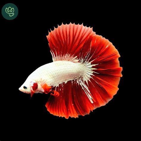White Red Betta fish – Veda Aquarium