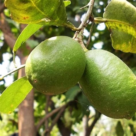 THE GREEN VIEW GARDENS Special Gondhoraj Pati Lemon, Hight 1.5-2feet ...