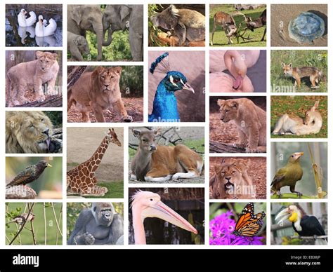 Endangered Species Of Animals Collage - species of deer