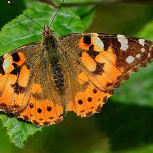 Lush & Lean Workshop: Planting for Pollinators, 200 E Picacho Ave, Las ...