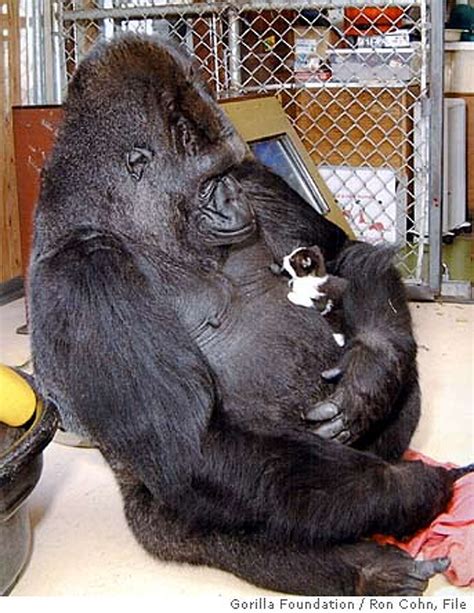 Koko, the beloved gorilla who knew sign language, dies at age 46