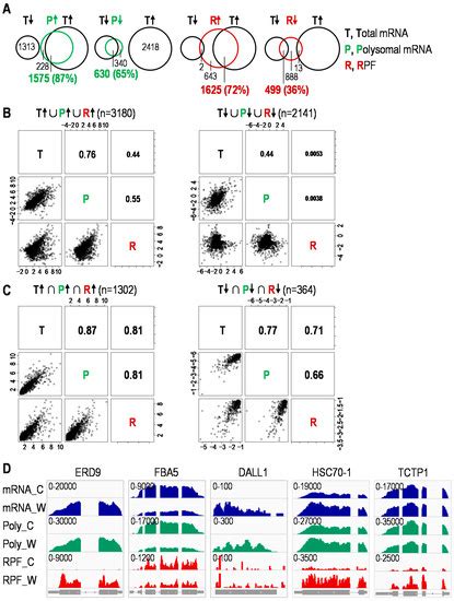 Preferential Ribosome Loading on the Stress-Upregulated mRNA Pool ...