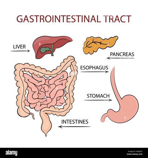 MEDICINE GASTROINTESTINAL TRACT Education Diagram Vector Scheme Human Hand Drawn Clip Art Vector ...