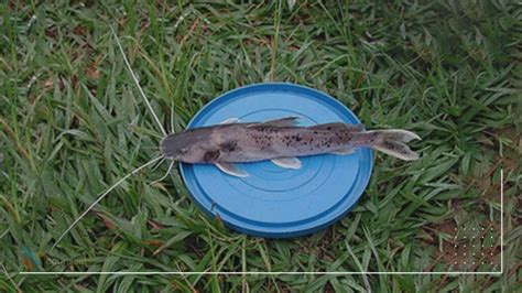 Image result for Catfish Farming Tips