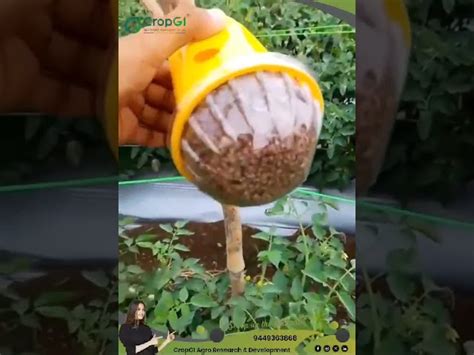 Pheromone Lure & Traps - Sugarcane/Rice Stem Borer Manufacturer from ...