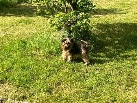 BARNFIELDS RETREAT (Weeley Heath) - Guesthouse Reviews, Photos, Rate ...