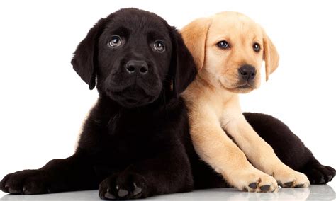 The Dog Gone Inn Doggie Daycare in Manlius | Groupon