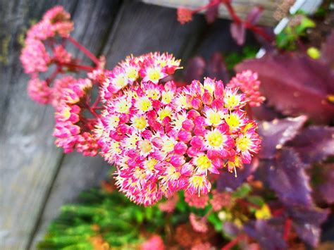 Hardy Sedum Succulent Plants - Buy Online - SEDUMSHACK