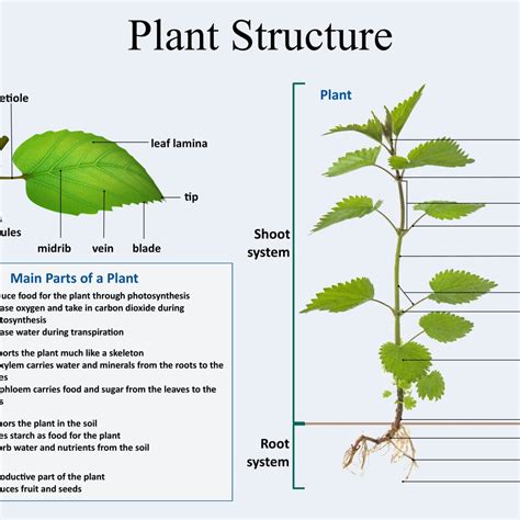 Parts Of Plants And Their Structure