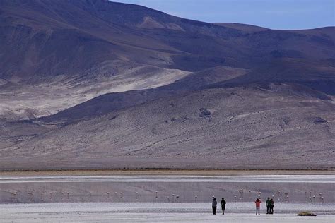 Iquique, Salar del Huasco National Park - Full day in Iquique | Pelago