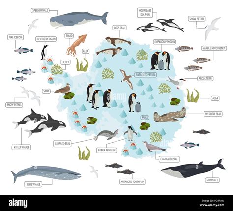 Antarctic, Antarctica, flora and fauna map, flat elements. Animals ...