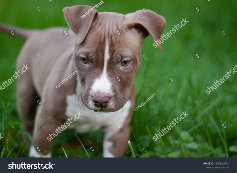 17,847 White Pitbull Puppy Images, Stock Photos & Vectors | Shutterstock
