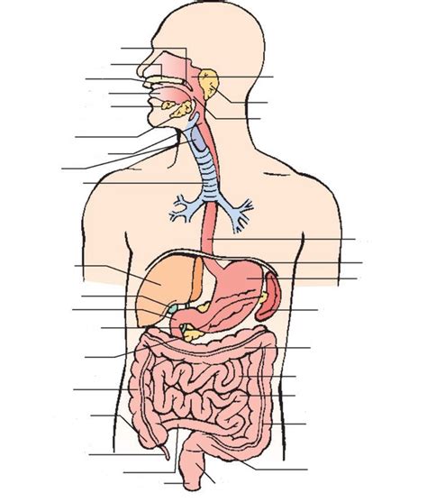 Image result for Digestive System Lesson