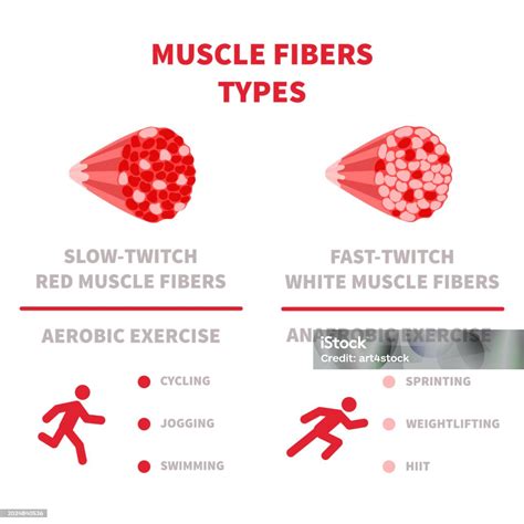 Slow Twitch And Fast Twitch Muscle Fiber Types Illustration Stock ...