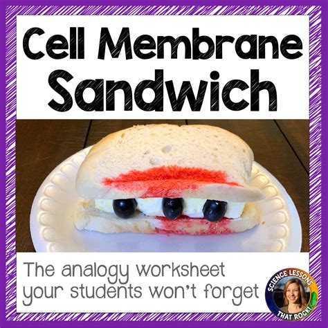The Cell Membrane Analogy Worksheet - Store - Science Lessons That Rock