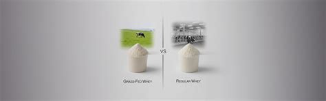 Grass-Fed Whey vs Regular Whey: Is It Worth the Hype? – NAKPRO NUTRITION