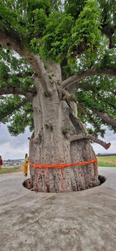 🌼 ⊱ ⊰ ꧁ Kalpavriksha of Orchha — The Baobab of Blessings ꧂ ⊱ ⊰ 🌼 In the ...