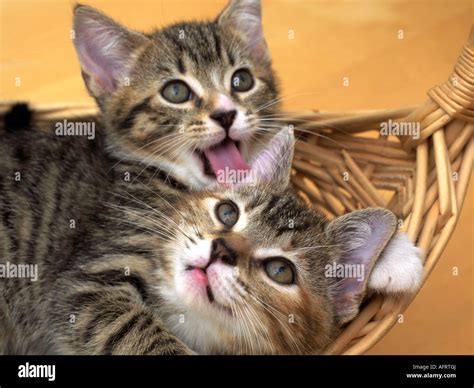 Two Tabby Eight Week Old Kittens in Basket Cleaning Each Other Stock ...