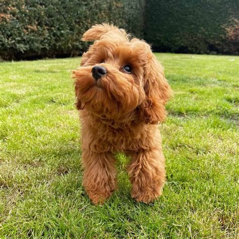 Image result for Toy Cockapoo Adult