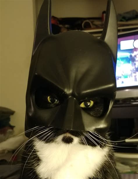 Cat Batman Mask
