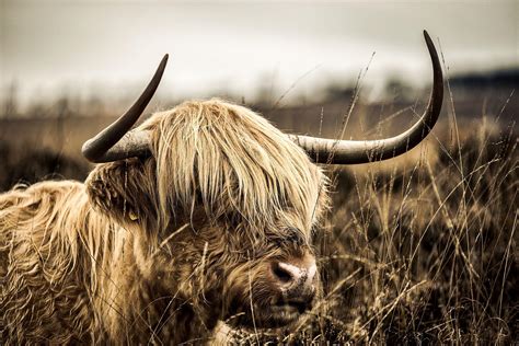 Highland Cow Wallpapers - Top Free Highland Cow Backgrounds ...