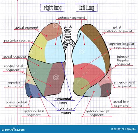 Apical Area Of The Lung