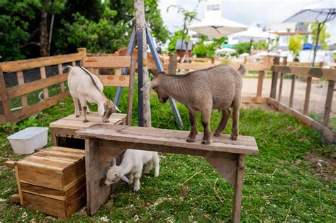 Pygmy Goat Playground Ideas