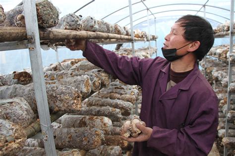 四川理塘：香菇基地“香飘”高原藏地阳光新闻网