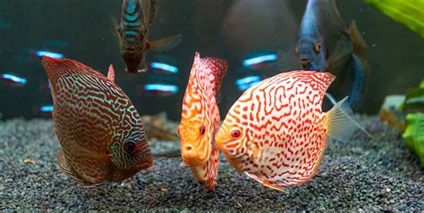 How to Grow and Care for Anubias Plants – Splashy Fish